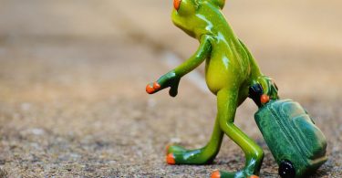 Bewerbung: Frosch reist zum Traumjob
