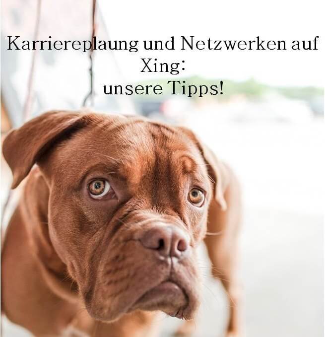Fragend blickender Hund