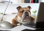 Hund im Büro: Englische Bulldogge arbeitend am Schreibtisch