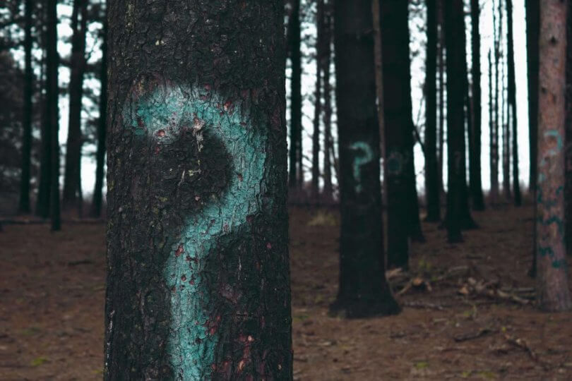 Nach der Schule Bäume im Wald mit Fragezeichen